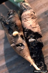 Carrot Weevil Larvae