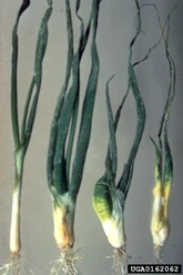 Onion Bulb Stem Nematode