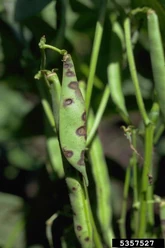 Bean Anthracnose
