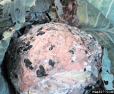 Cabbage Sclerotinia Rot