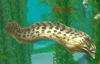Slickskin Eel