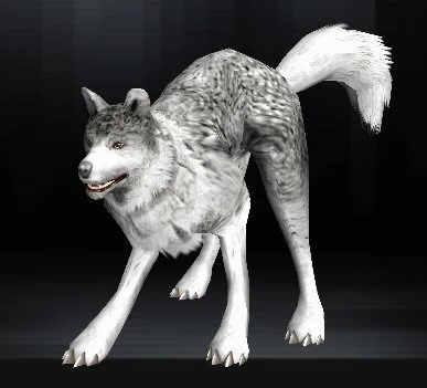 Wolf 01 1