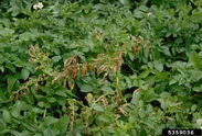 Potato Rhizoctonia Solani