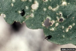 Cabbage Flea Beetle