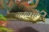 Spiketooth Eel