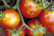 Tomato Clavibacter michiganensis
