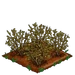 Organic Blueberries withered