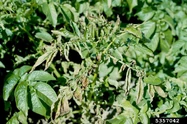 Potato Clavibacter michiganensis Leaf