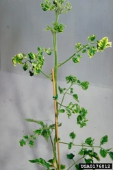 Tomato Tomato Yellow Leaf Curl Virus 2