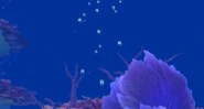 Korthun's-End-jellyfish