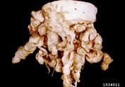 Turnip Club Root