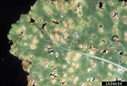 Turnip Anthracnose