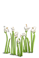 Wildflowers-icon.png