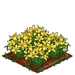 Daylily extra100