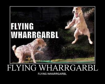 Dangs new thread of funny and nice pics - Page 2 339px-Flying_wharrgarbl