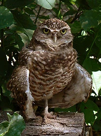Burrowing Owl