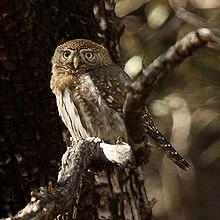 Pygmy Owl