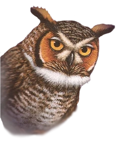 Skench