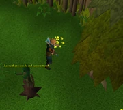 Tree Spirit