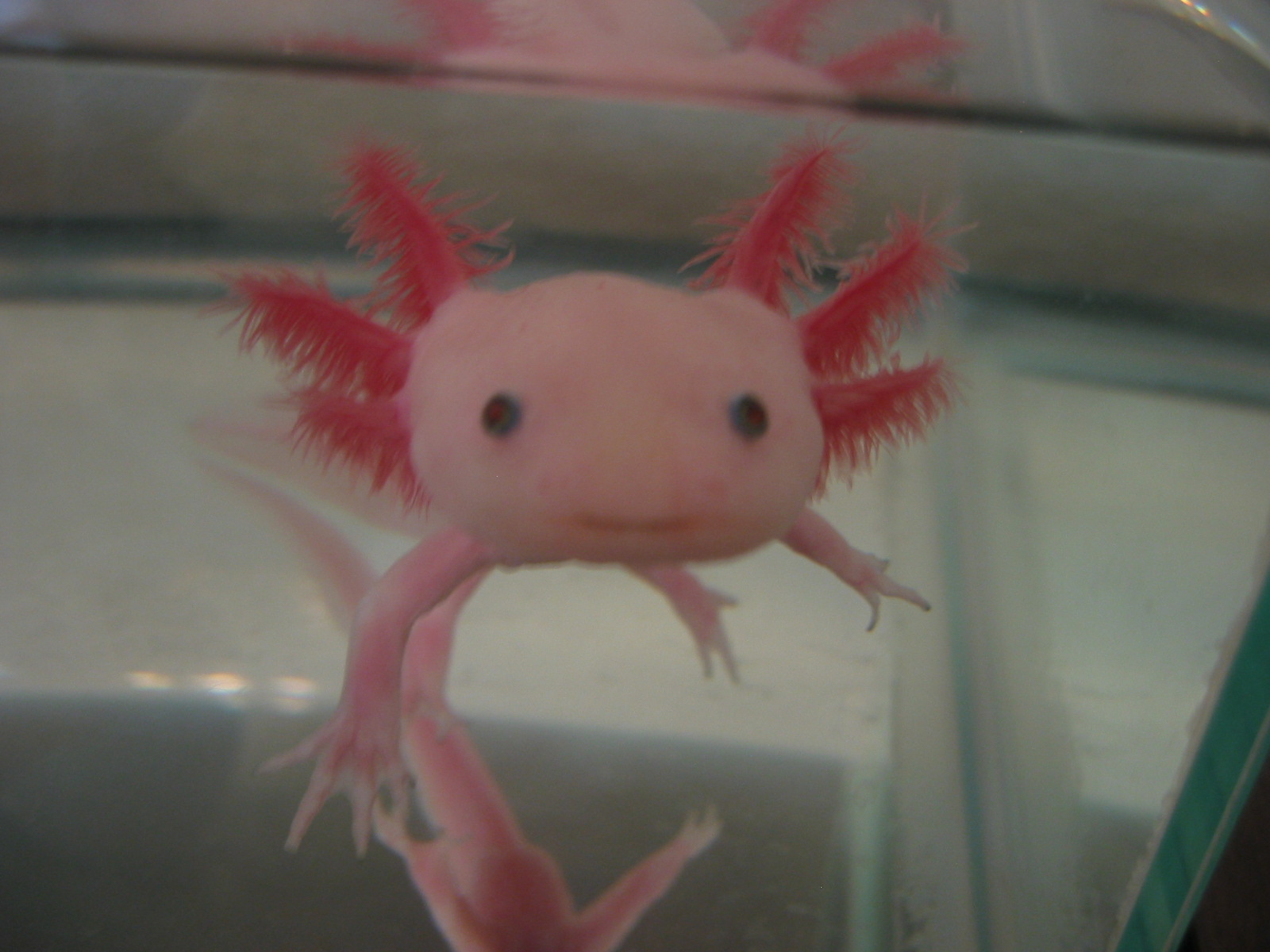 [Bild: Axolotl2-1-.jpg]