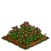 Red Clover 100