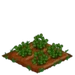Red Clover 66