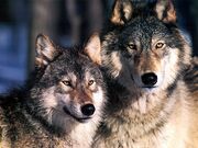 Cute,adorable wolfs