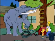 Elephant.jpg
