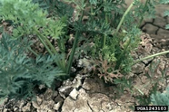 Carrot Aster Yellows Leaves