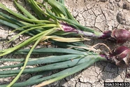 Onion Aster Yellows