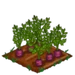 Heirloom Carrot 100