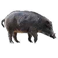 Huge item WildBoar 01.gif