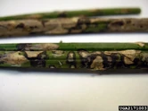Asparagus Phaeosphaeria Fungi