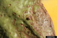 Aubergine Flea Beetle Calyx