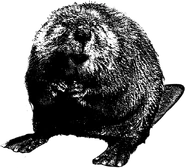 Beaver
