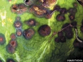 Watermelon Anthracnose Colletotrichum orbiculare