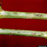 Watermelon Anthracnose Colletotrichum orbiculare stem