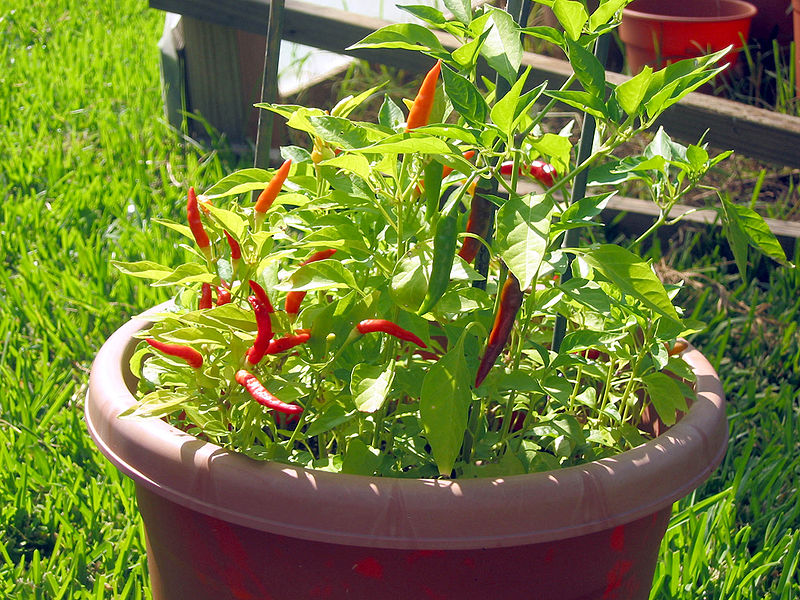 African Bird Pepper