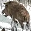 Boar
