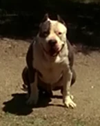 Sam shift pitbull