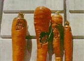 Carrot Crown Rot Rhizoctonia solani