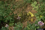 Potato Bacterial Soft Rot Erwinia carotovora 
