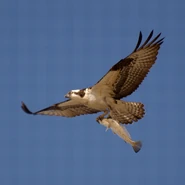 Osprey catch
