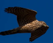Northern Goshawk