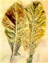 Broccoli Magnesium Deficiency