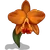 Orchids Orange-icon