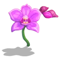 Orchids Pink-icon