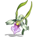 Orchids Purple-icon