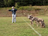 4008WegmanDogs