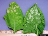 Spinach White Rust Albugo candida